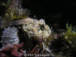 sea scorpian i believe, night dive at selsey by Phil Treadgold 